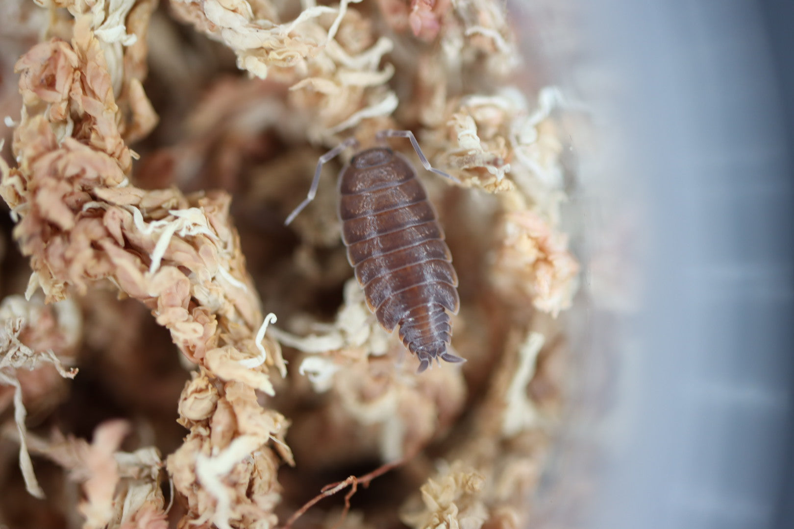 PORCELLIONIDES PRUINOSUS 'Powder Blue' Isopods – Isoflora