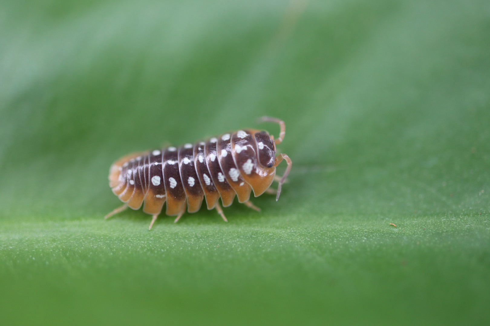 ARMADILLIDIUM KLUGII ‘Montenegro’ Clown Isopods – Isoflora