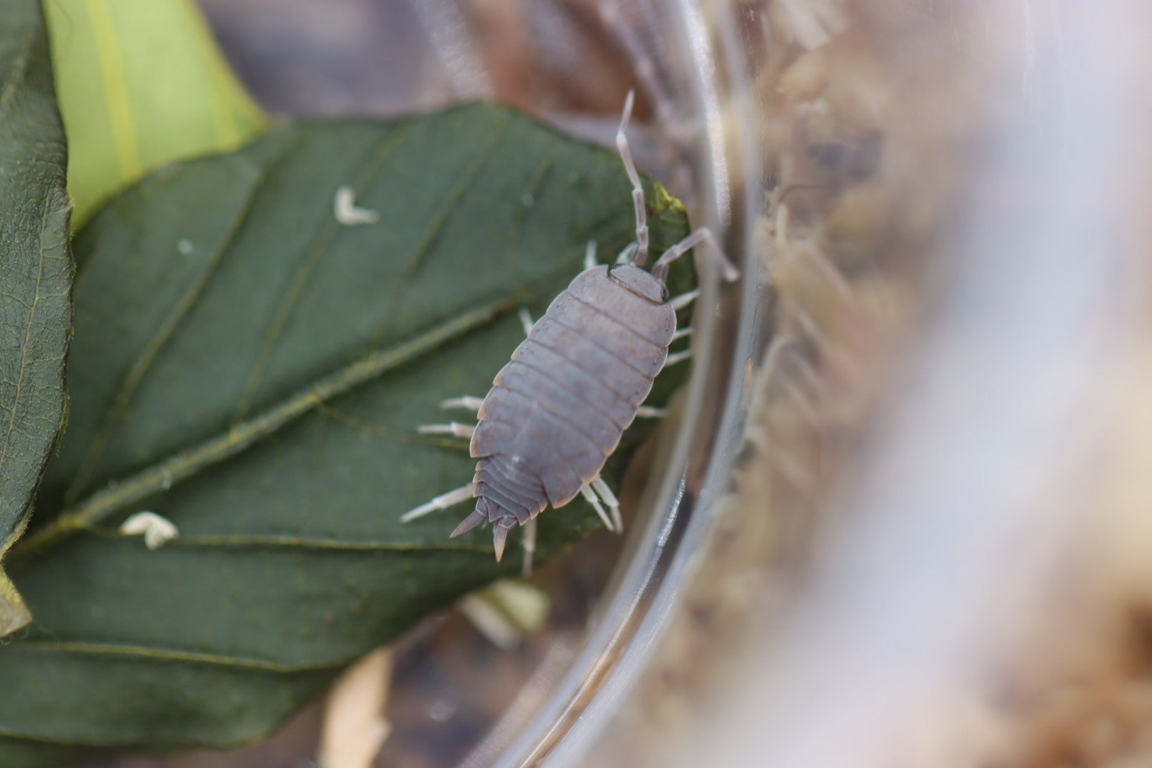 PORCELLIONIDES PRUINOSUS 'Powder Blue' Isopods – Isoflora
