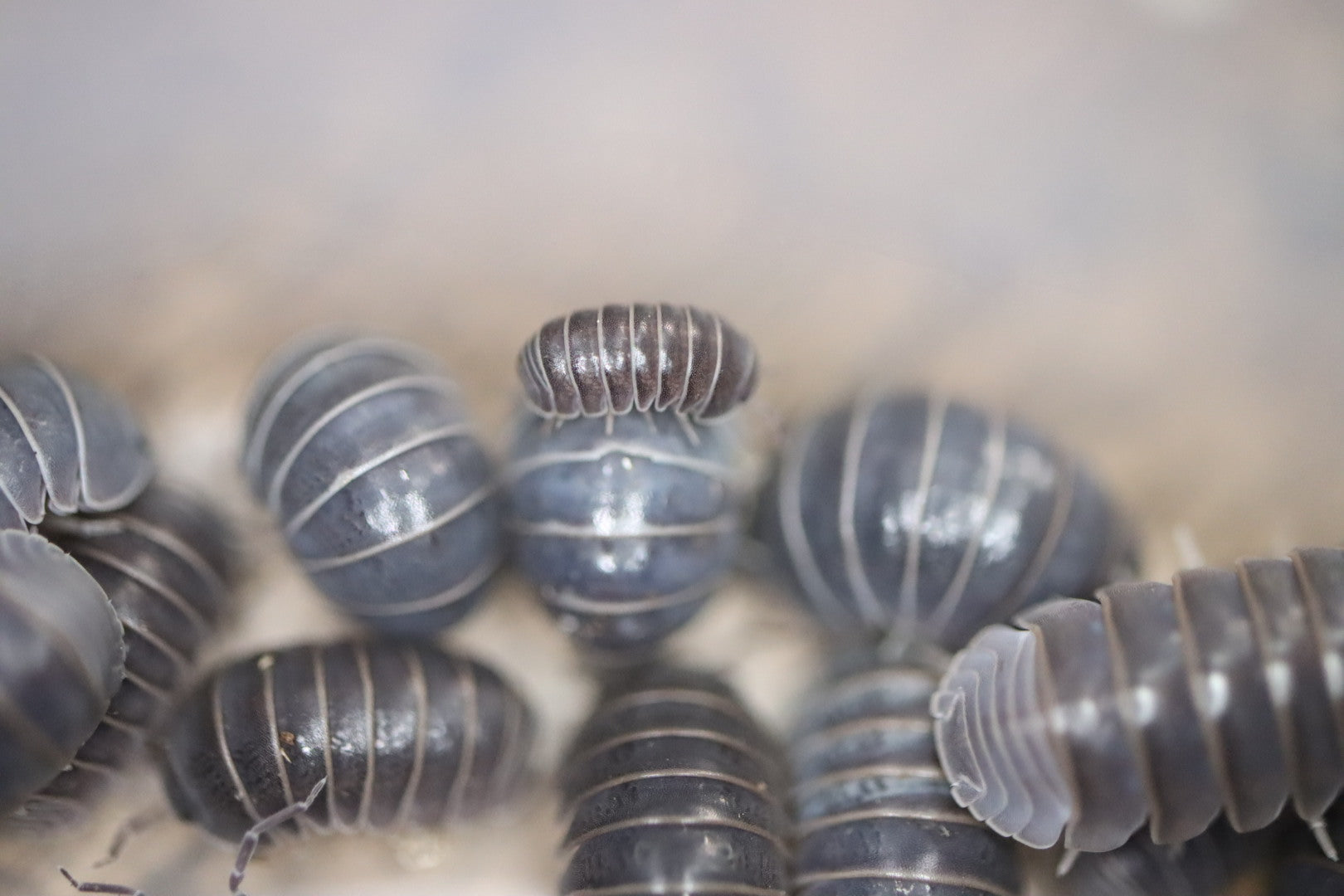 ARMADILLO OFFICINALIS ‘The Hissing Isopod - Siciliy’ Isopods – Isoflora