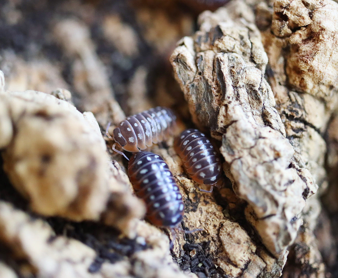 ARMADILLIDIUM KLUGII ‘Montenegro’ Clown Isopods – Isoflora