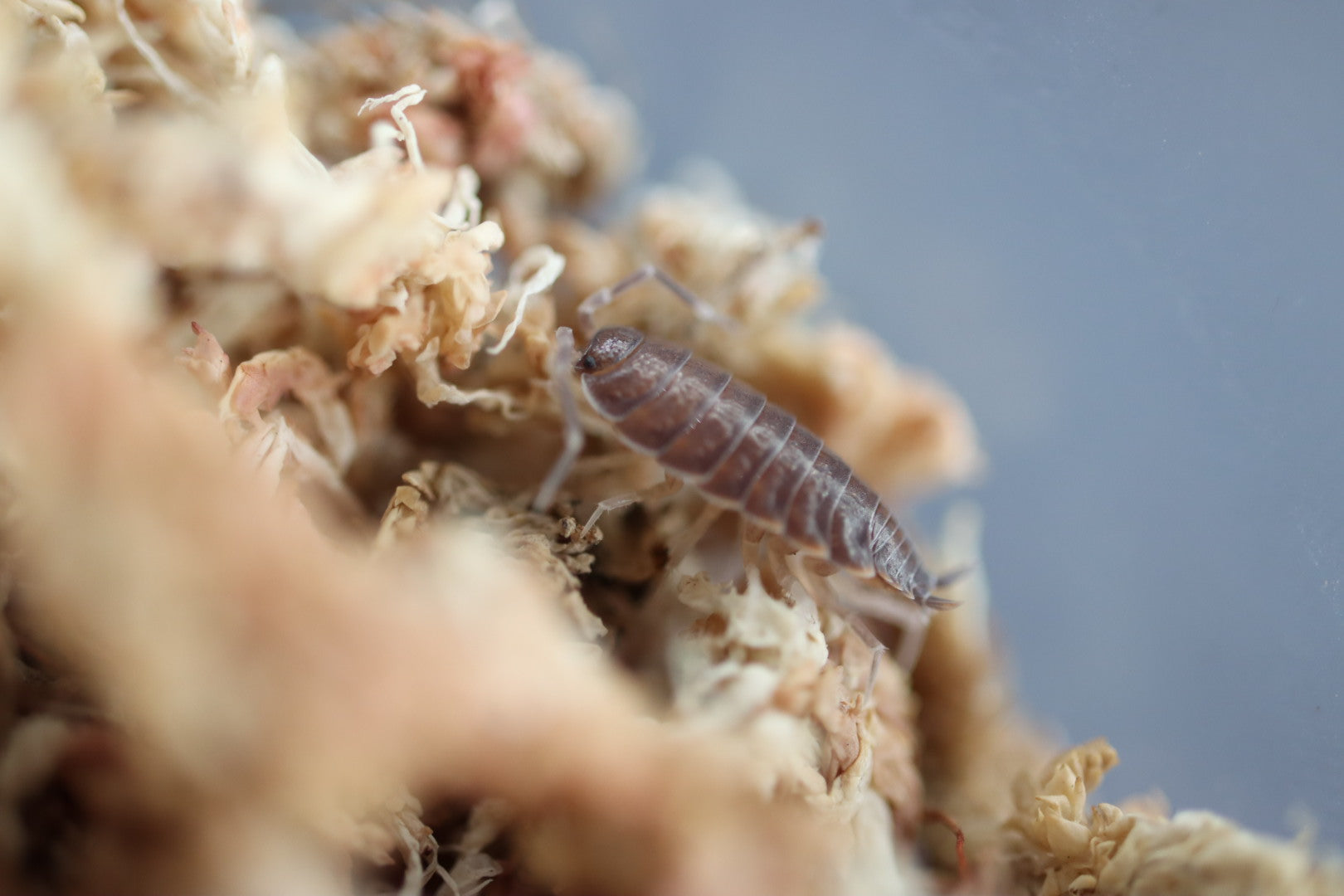PORCELLIONIDES PRUINOSUS 'Powder Blue' Isopods – Isoflora
