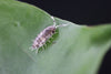 CYLISTICUS CONVEXUS ‘Ukraine Pied’ Isopods