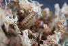 ARMADILLIDIUM VULGARE 'Punta Cana' Isopods