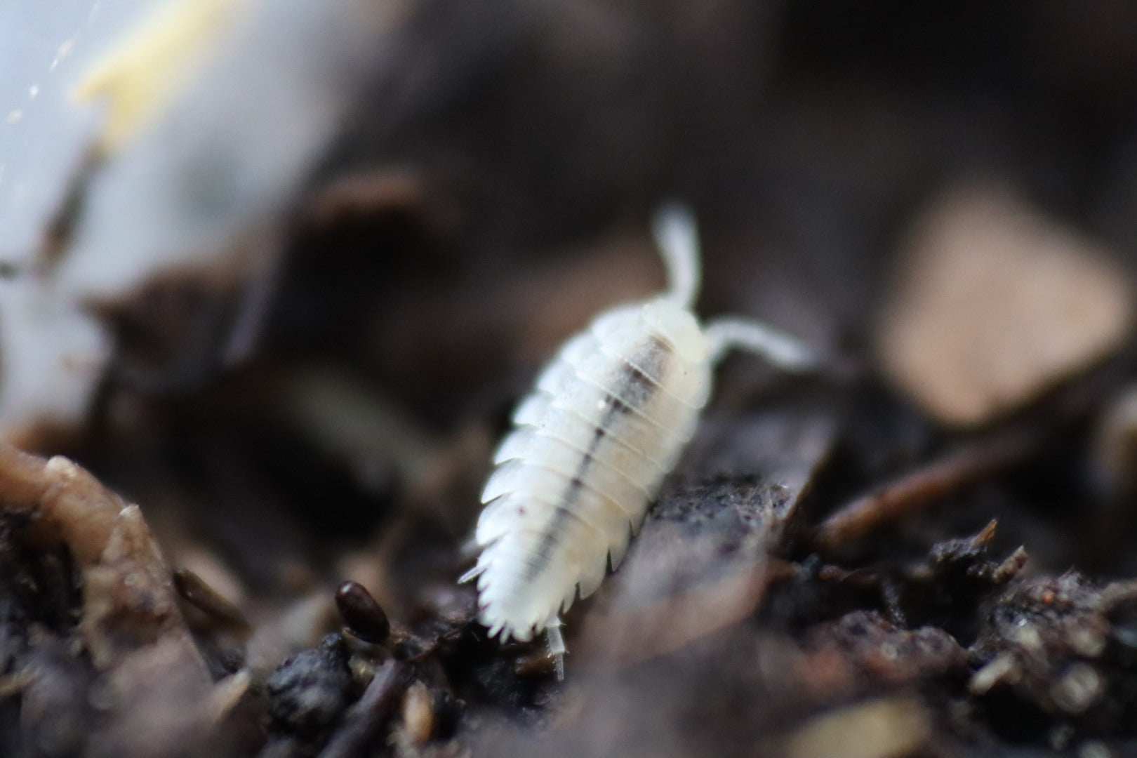 TRICHORHINA TOMENTOSA 'Dwarf White' Isopods – Isoflora