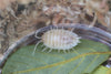 PORCELLIO LAEVIS ‘White’ Isopod