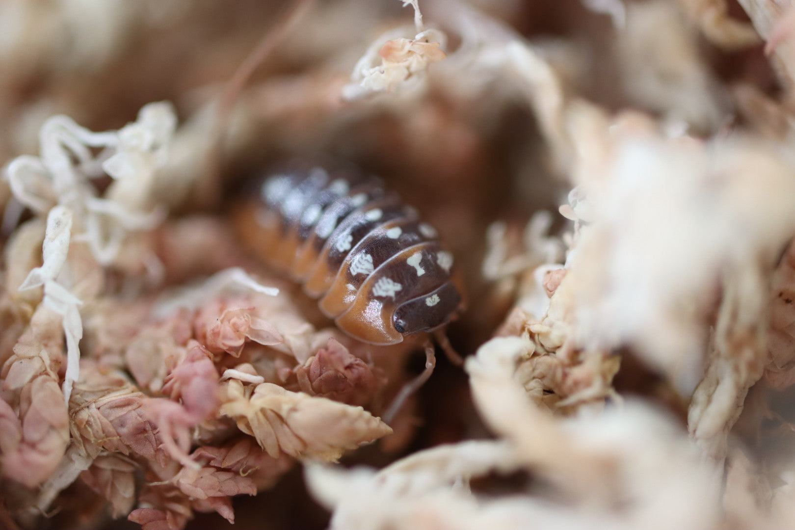 ARMADILLIDIUM KLUGII ‘Montenegro’ Clown Isopods – Isoflora