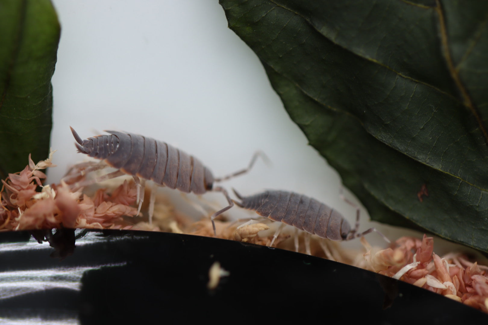 PORCELLIONIDES PRUINOSUS 'Powder Blue' Isopods – Isoflora