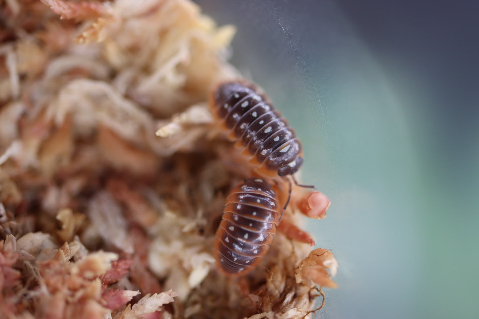 ARMADILLIDIUM KLUGII ‘Montenegro’ Clown Isopods – Isoflora