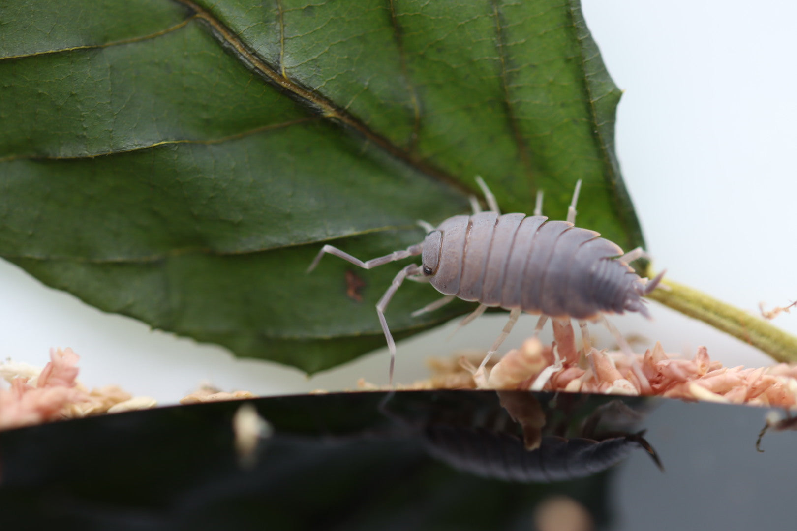 PORCELLIONIDES PRUINOSUS 'Powder Blue' Isopods – Isoflora