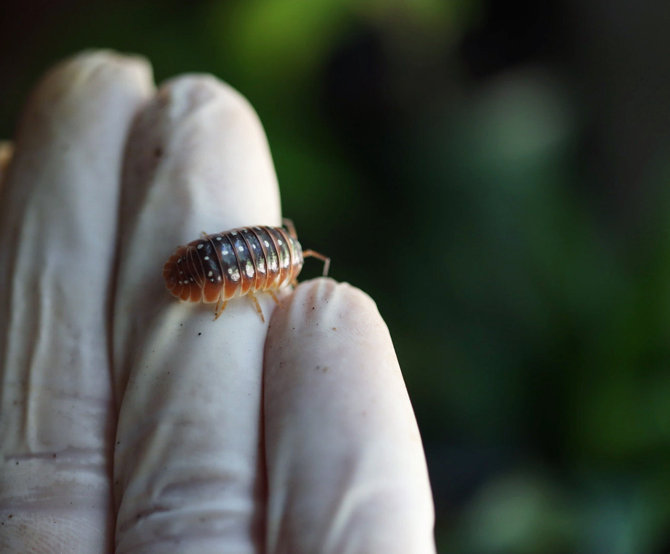 ARMADILLIDIUM KLUGII ‘Montenegro’ Clown Isopods – Isoflora
