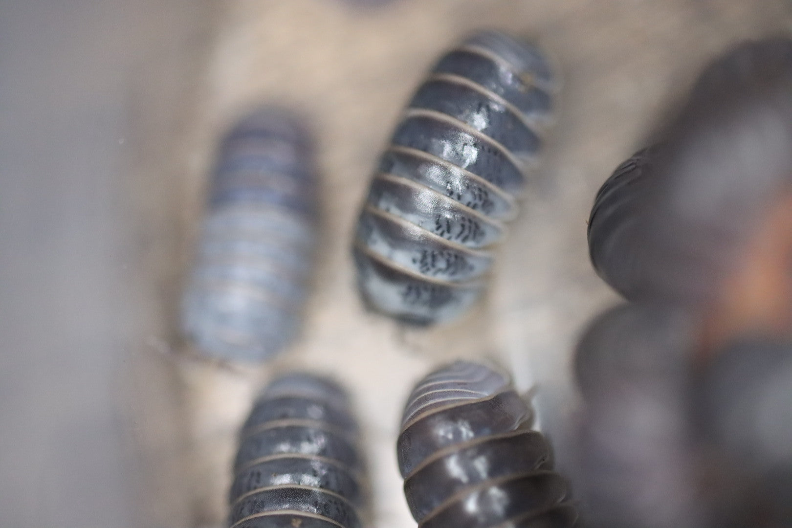 ARMADILLO OFFICINALIS ‘The Hissing Isopod - Siciliy’ Isopods – Isoflora